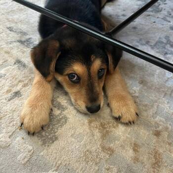 German Shepherd Dog Dogs Available for Adoption - Gil | PetCurious