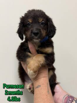 PARMESAN -  Mixed Breed Dog for Adoption in Holbrook, New York - PARMESAN | PetCurious