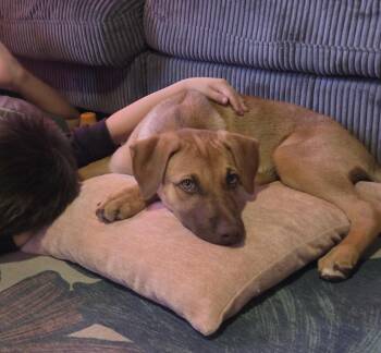 Ada -  Labrador Retriever Dog for Adoption in Tallahassee, Florida - Ada | PetCurious