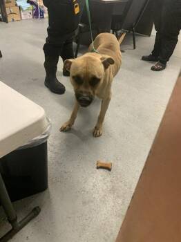 GIZMO -  Pit Bull Terrier Dog for Adoption in Casper, Wyoming - GIZMO | PetCurious