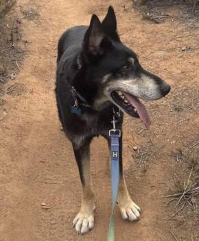Rescue German Shepherd Dog and Husky Dogs for Adoption in Encinitas, California - Milo (Courtesy Post) | PetCurious