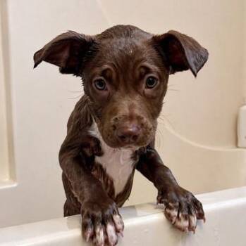 Labrador Retriever and Pit Bull Terrier Dogs Available for Adoption in Carmel Hamlet, New York - Bernice | PetCurious