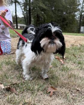ACE -  Shih Tzu Dog for Adoption in Fosters, Alabama - ACE | PetCurious