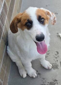 Golden Acre -  Australian Shepherd and Cattle Dog Dog for Adoption in Fort Lupton, Colorado - Golden Acre | PetCurious
