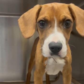 LA6093 MYLES -  Mixed Breed Dog for Adoption in Port Washington, New York - LA6093 MYLES | PetCurious