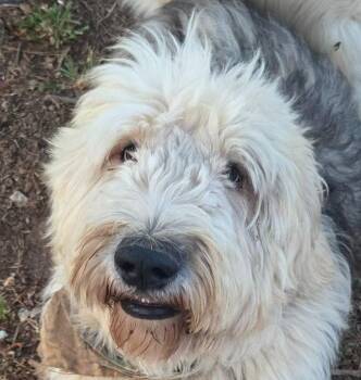 Old English Sheepdog Dogs Available for Adoption in Bloomfield, Connecticut - Truffles | PetCurious