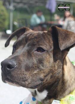Snoop Dawggy -  American Staffordshire Terrier Dog for Adoption in Houston, Texas - Snoop Dawggy | PetCurious