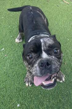 American Bully and Boston Terrier Dogs Available for Adoption - Sprout Ling-Cochran, GA | PetCurious