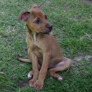 Terrier Dogs Available for Adoption in Miami, Florida - Puppy Champs | PetCurious