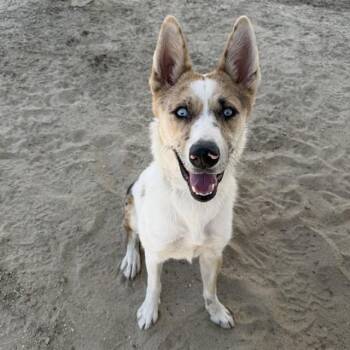 KITANA -  Catahoula Leopard Dog and Mixed Breed Dog for Adoption in Thousand Palms, California - KITANA | PetCurious