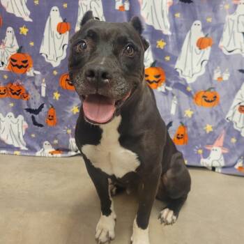 Alma -  Pit Bull Terrier Dog for Adoption in Alpine, Texas - Alma | PetCurious