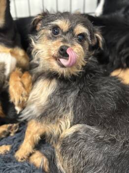 Rescue Terrier Dogs for Adoption in Los Angeles, California - FAJITA 2480 | PetCurious