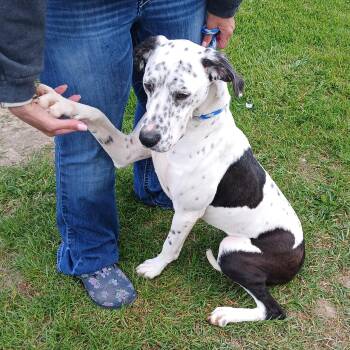 SADIE -  English Pointer Dog for Adoption in Westland, Michigan - SADIE | PetCurious