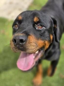 Au Grotten -  Rottweiler and Mixed Breed Dog for Adoption in Savannah, Georgia - Au Grotten | PetCurious