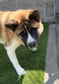 Sir Albert -  Akita Dog for Adoption in Allen, Texas - Sir Albert | PetCurious