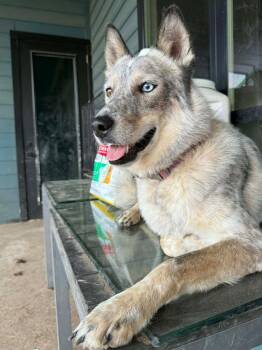 Australian Cattle Dog Blue Heeler and Terrier Dogs Available for Adoption in Bloomfield, Connecticut - LucyFurr | PetCurious