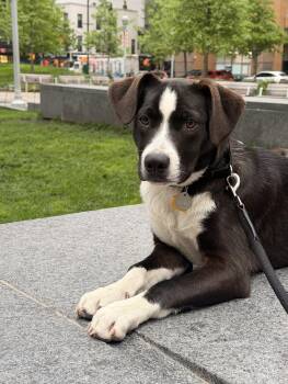 Border Collie and Hound Dogs Available for Adoption in New York, New York - Atticus  | PetCurious