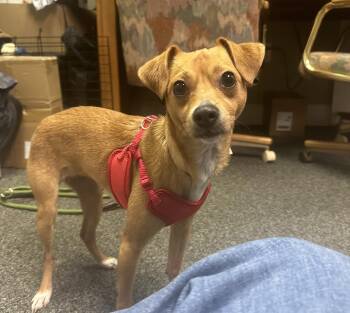 Chihuahua and Dachshund Dogs Available for Adoption in Liverpool, Texas - Elsie | PetCurious
