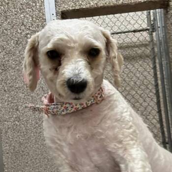 jenni -  Miniature Poodle Dog for Adoption in Martinsburg, West Virginia - Jenni | PetCurious