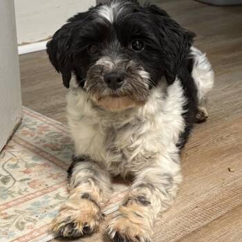 Havanese Dogs Available for Adoption in Kansas City, Missouri - Flora | PetCurious