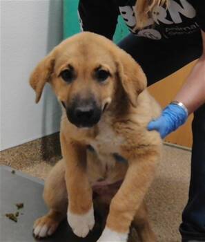 MAEVE -  German Shepherd Dog and Mixed Breed Dog for Adoption in Albuquerque, New Mexico - MAEVE | PetCurious