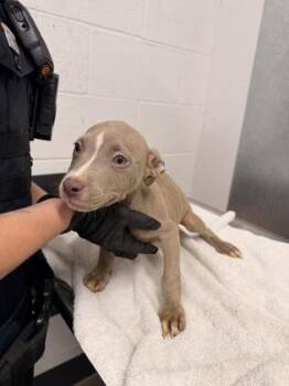 Binx -  Pit Bull Terrier Dog for Adoption in Cleveland, Ohio - Binx | PetCurious