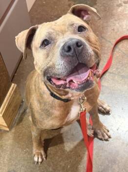 Peaches -  Mixed Breed Dog for Adoption in Cincinnati, Ohio - Peaches | PetCurious