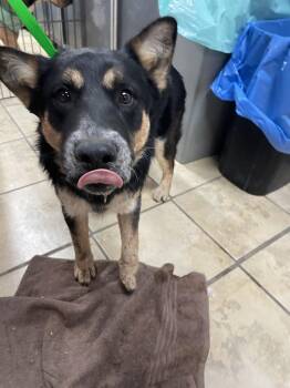 Border Collie and Australian Cattle Dog Blue Heeler Dogs Available for Adoption - Skeeter | PetCurious