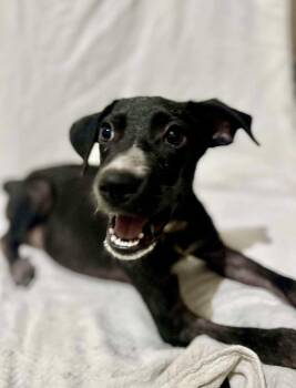 Rescue Black Labrador Retriever Dogs for Adoption in Mooresville, North Carolina - Harper | PetCurious