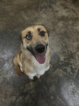 Isabella -  German Shepherd Dog and Siberian Husky Dog for Adoption in Osage Beach, Missouri - Isabella | PetCurious