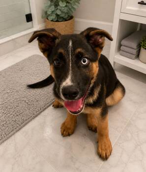 German Shepherd Dog Dogs Available for Adoption in Russiaville, Indiana - Orion! Gorgeous Silly Boy!  | PetCurious