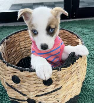 Australian Shepherd Dogs Available for Adoption in Manhattan, Kansas - Rain | PetCurious
