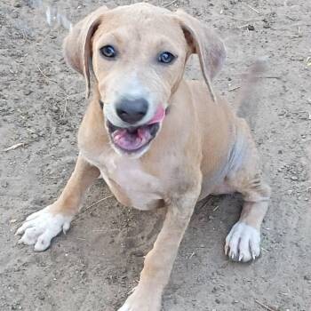 Buffy -  Hound Dog for Adoption in Paramus, New Jersey - Buffy | PetCurious