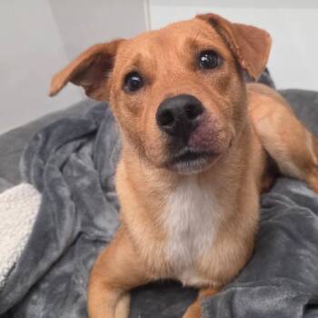 Linger in NH Come Meet our Adoptable Dogs Wednesday-Saturday. Mo -  Beagle and Labrador Retriever Dog for Adoption in Manchester, New Hampshire - Linger In NH Come Meet Our Adoptable Dogs Wednesday-Saturday. Mo | PetCurious