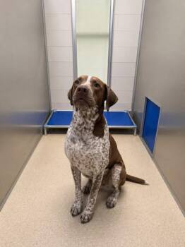 German Shorthaired Pointer and Pit Bull Terrier Dogs Available for Adoption in North Richland Hills, Texas - Dixie | PetCurious