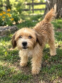 Palmer -  Terrier Dog for Adoption in Brownstown, Indiana - Palmer | PetCurious