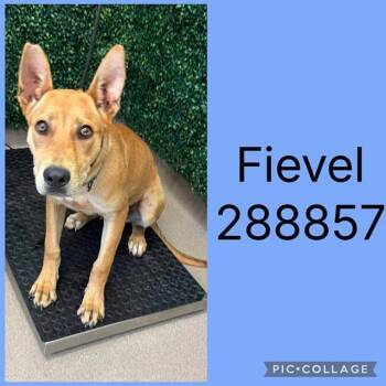 FIEVEL -  Mixed Breed Dog for Adoption in Macon, Georgia - FIEVEL | PetCurious