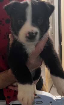 Bella  -  Mixed Breed Dog Available for Adoption in Madison, Wisconsin - Bella  | PetCurious