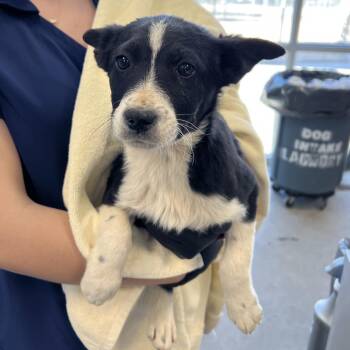 Mixed Breed Dogs Available for Adoption - 103029 | PetCurious