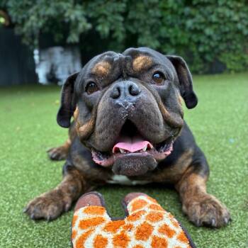Jeremiah -  English Bulldog and Mixed Breed Dog for Adoption in Providence, Rhode Island - Jeremiah | PetCurious
