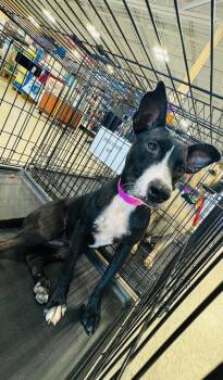 Rescue Labrador Retriever Dogs for Adoption in Naranjito, Naranjito - Flaca | PetCurious