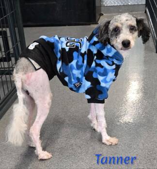 Rescue Miniature Poodle Dogs for Adoption in Fredericksburg, Virginia - Tanner | PetCurious
