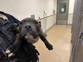 Pit Bull Terrier Dogs Available for Adoption - SLASH | PetCurious