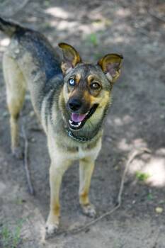 Saylor (Coming Soon) -  Mixed Breed Dog Available for Adoption in Bonifay, Florida - Saylor (Coming Soon) | PetCurious