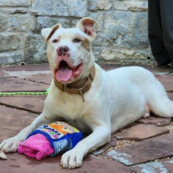 Rescue American Staffordshire Terrier and Labrador Retriever Dogs for Adoption in Austin, Texas - Scotty | PetCurious