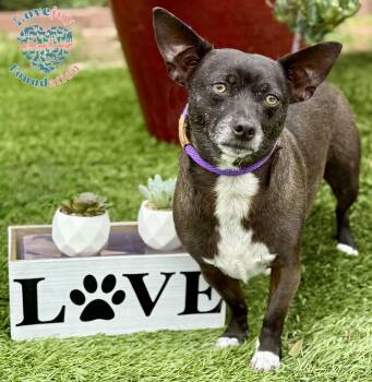 Rescue Chihuahua Dogs for Adoption in Inglewood, California - Bam Bam COH | PetCurious