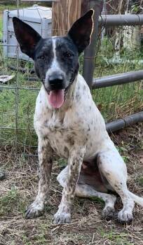Dot -  Border Collie Dog for Adoption in Comanche, Texas - Dot | PetCurious