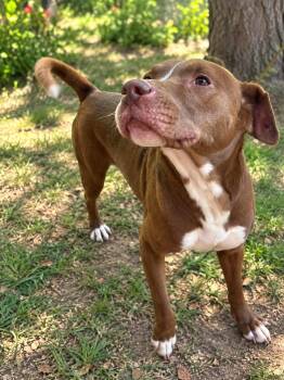 Leo -  Pit Bull Terrier Dog for Adoption in Lucas, Texas - Leo | PetCurious