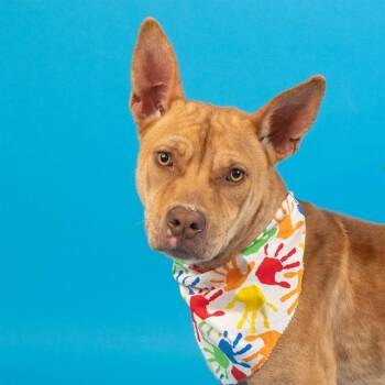Pit Bull Terrier and Mixed Breed Dogs Available for Adoption - ZEPPELIN | PetCurious