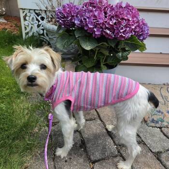 Yorkshire Terrier Dogs Available for Adoption in Pelham, New Hampshire - Izzy  | PetCurious